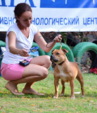 стаффордширский бультерьер